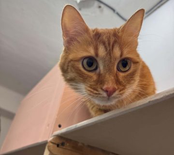 Spațiu Animal Hotel București pentru îngrijirea animalelor