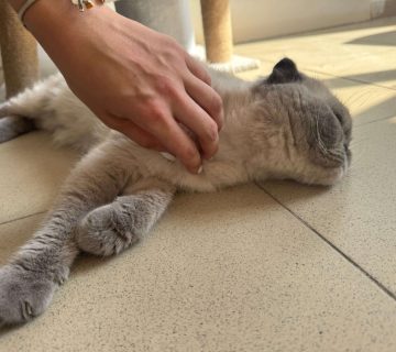 Zonă interioară Animal Hotel București pentru animale de companie