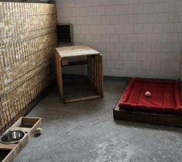 Căței cazați la pensiunea Animal Hotel lângă București
