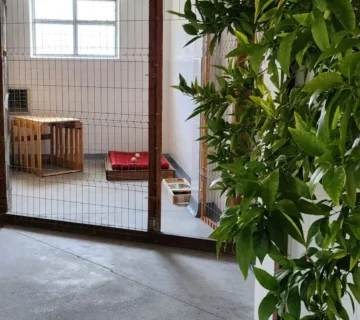 Spațiu interior pentru cazarea câinilor la Animal Hotel
