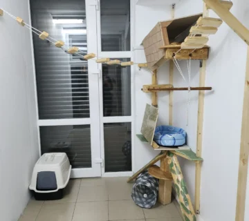 Camera pentru pisici la Animal Hotel București