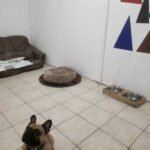 Camera dublă Animal Hotel