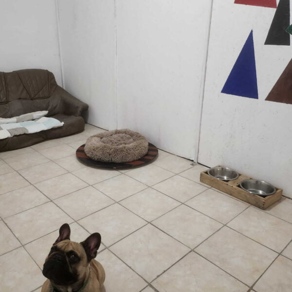 Cameră dublă Animal Hotel pentru câini cazați împreună