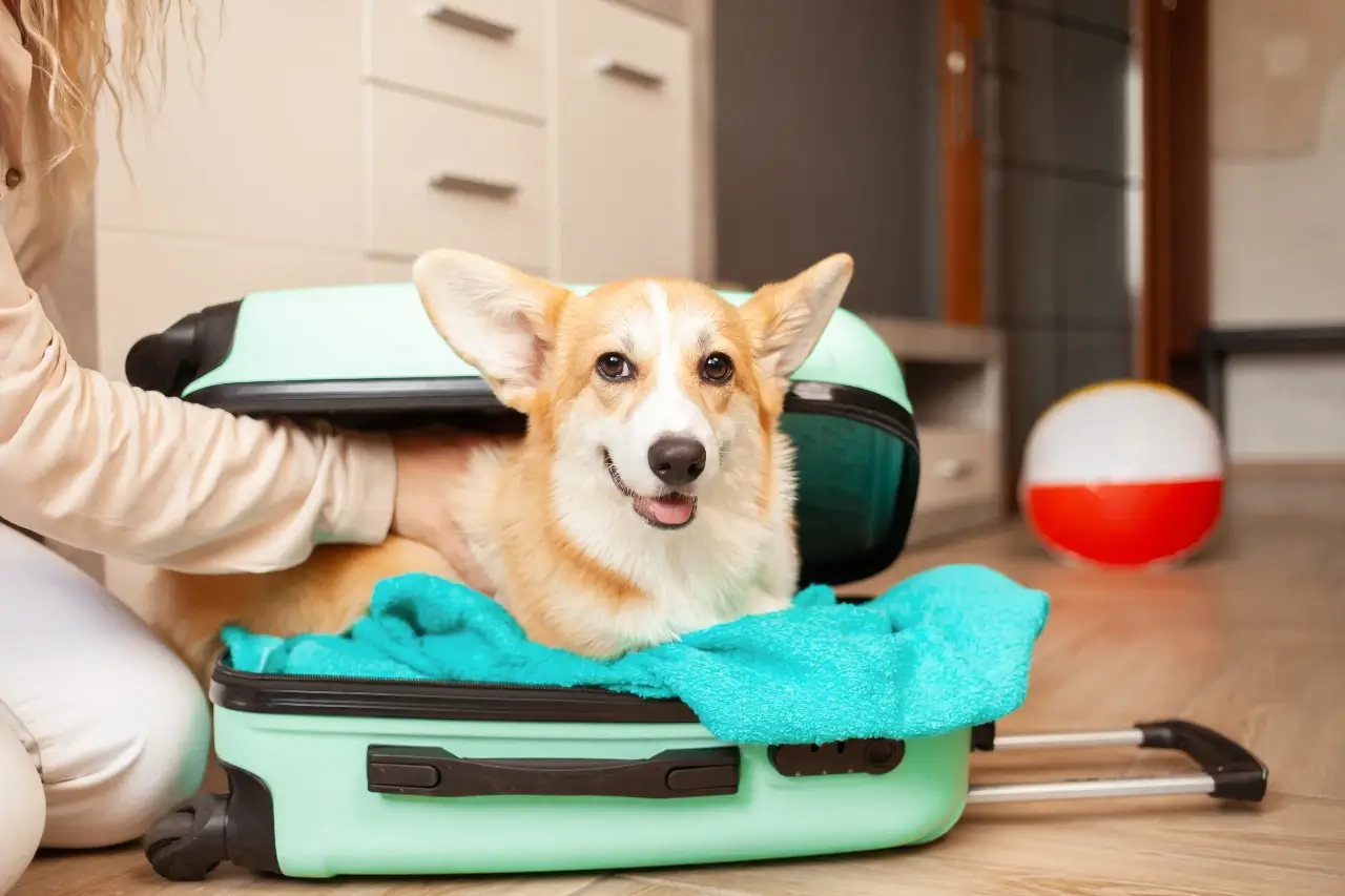 Cățel pregătit de plecare într-o valiză, imagine pentru serviciile Animal Hotel