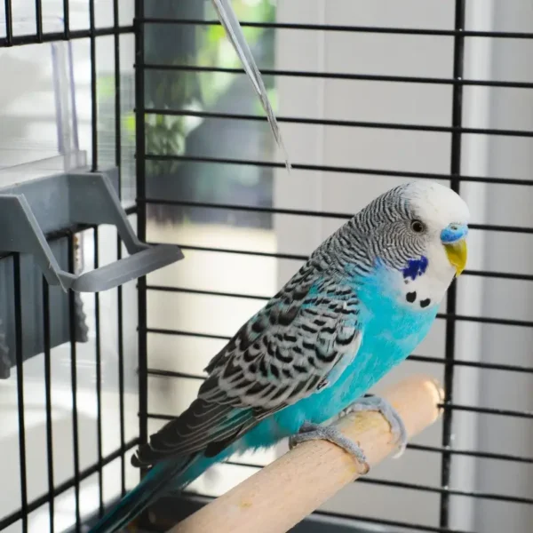 Papagal în colivie pentru serviciul de cazare păsări Animal Hotel