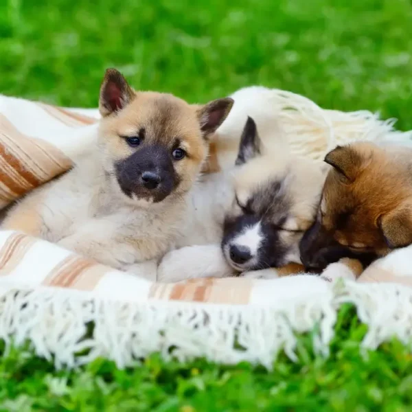 Căței la joacă în serviciul DayCare - Grădinița canină Animal Hotel