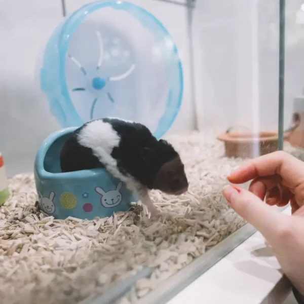 Hamster în spațiu sigur pentru cazarea rozătoarelor
